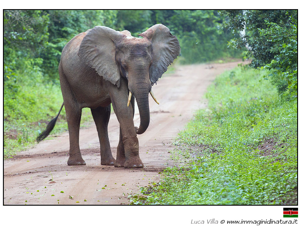 Elefante africano - Loxodonta africana